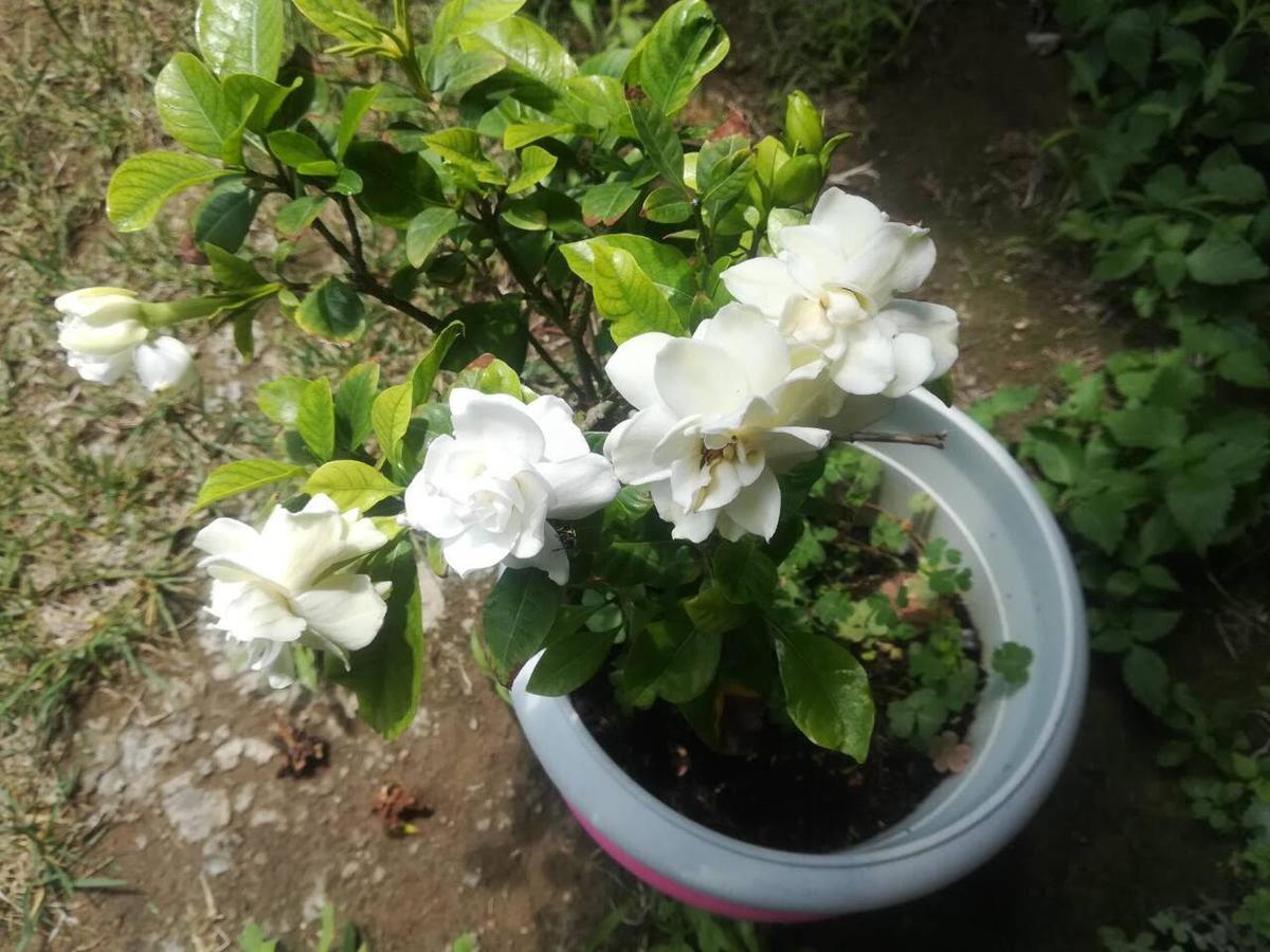 דירות קלמאטה Rose Garden מראה חיצוני תמונה